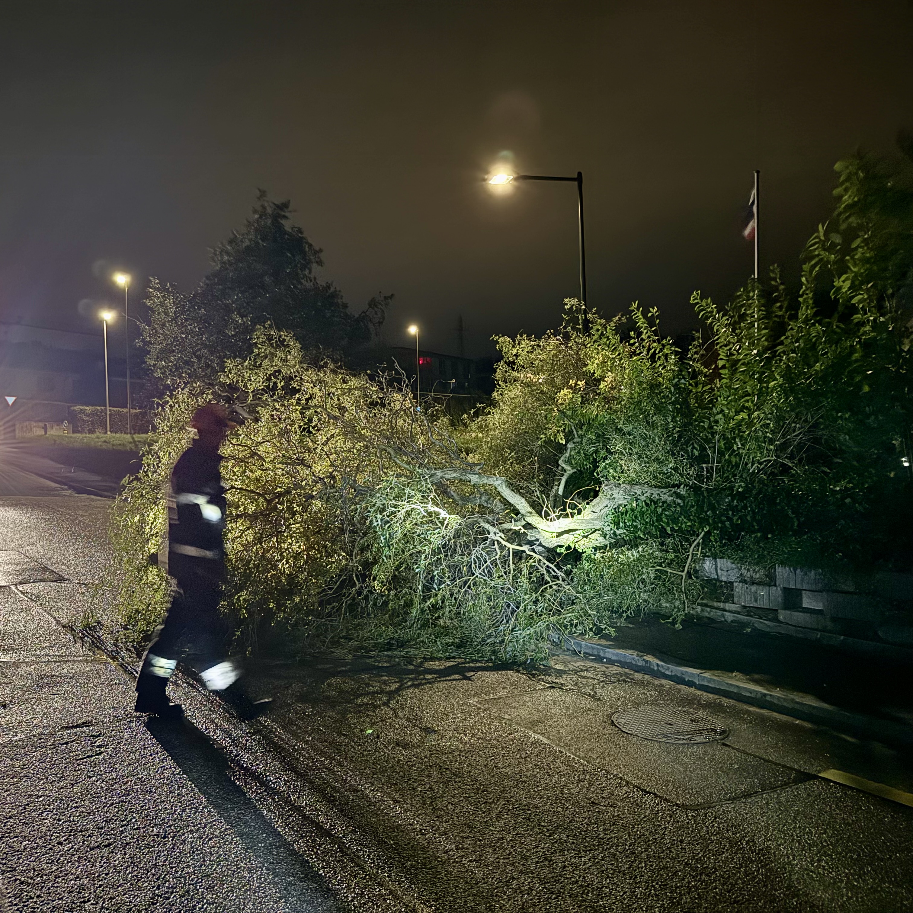 Baum.jpg Baum auf Strasse
